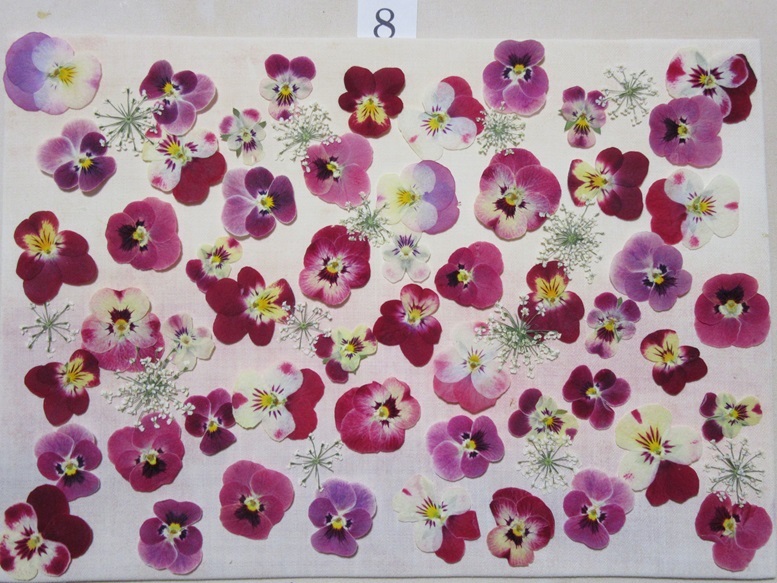  pressed flower material free shipping smaller viola 50 wheel N8