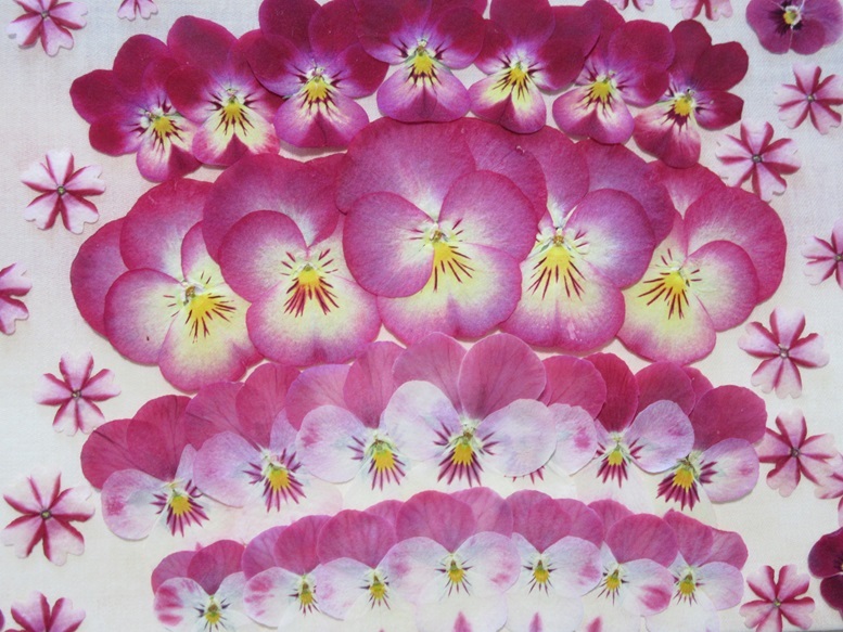  бесплатная доставка засушенный цветок материалы анютины глазки & viola N27 сладости -ke-n