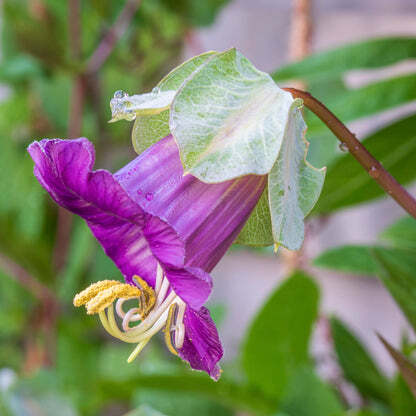 コベア・スキャンデンスの苗　カテドラル・ベルズ 　大聖堂の鐘　Cobaea scandens Cathedral Bells _参考。