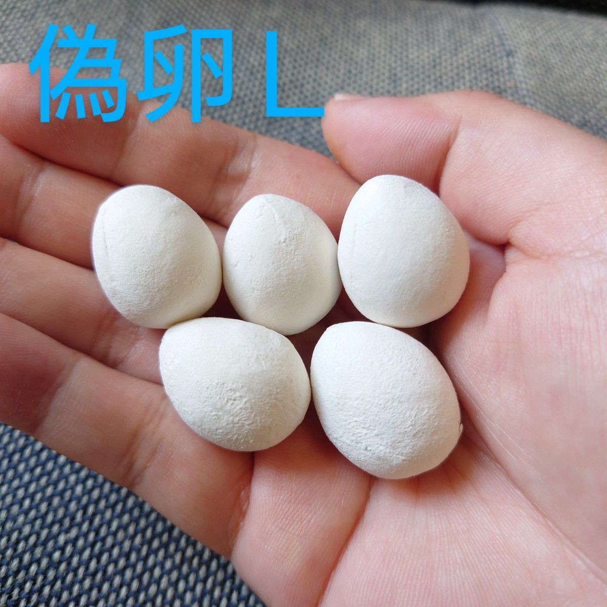 偽卵L　コザクラインコ・オカメインコのたまごサイズ　5個