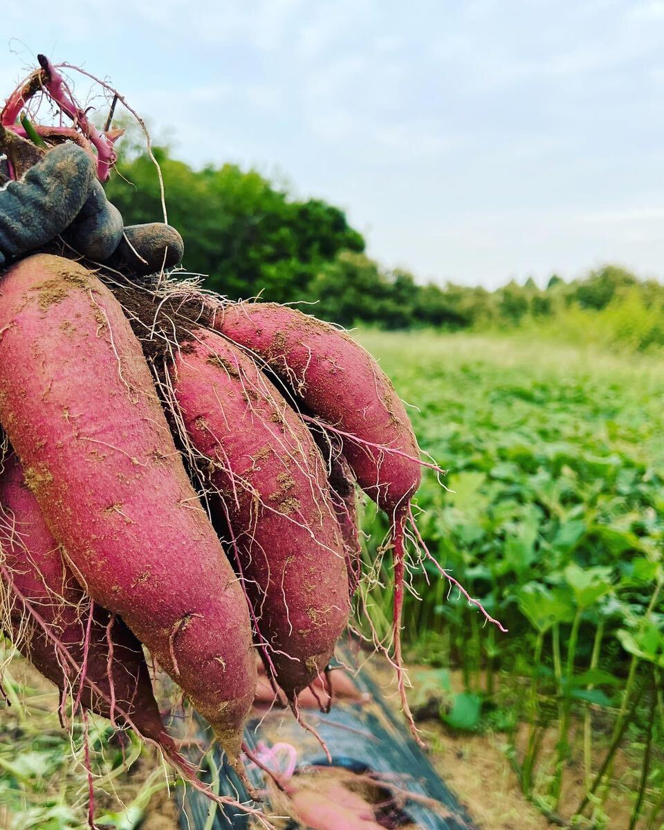 【熟成品】 10kg さつまいも 紅はるか 茨城県産 産地直送_画像5