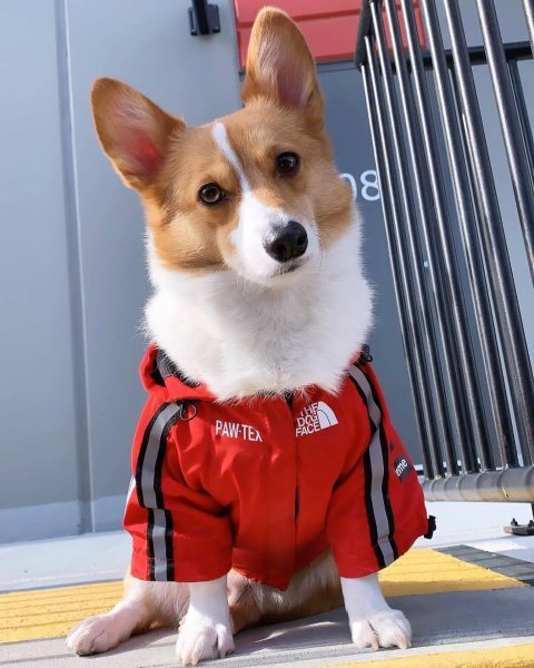 L 赤 犬 レインコート ジャケット the dog face レッド 犬用 ペットウェア　ウインドブレーカー　レインジャケット　おしゃれ_画像5