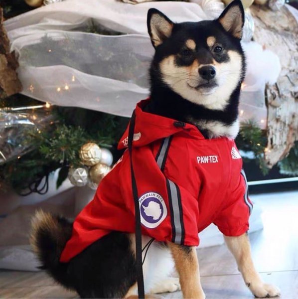 L 赤 犬 レインコート ジャケット the dog face レッド 犬用 ペットウェア　ウインドブレーカー　レインジャケット　おしゃれ_画像6