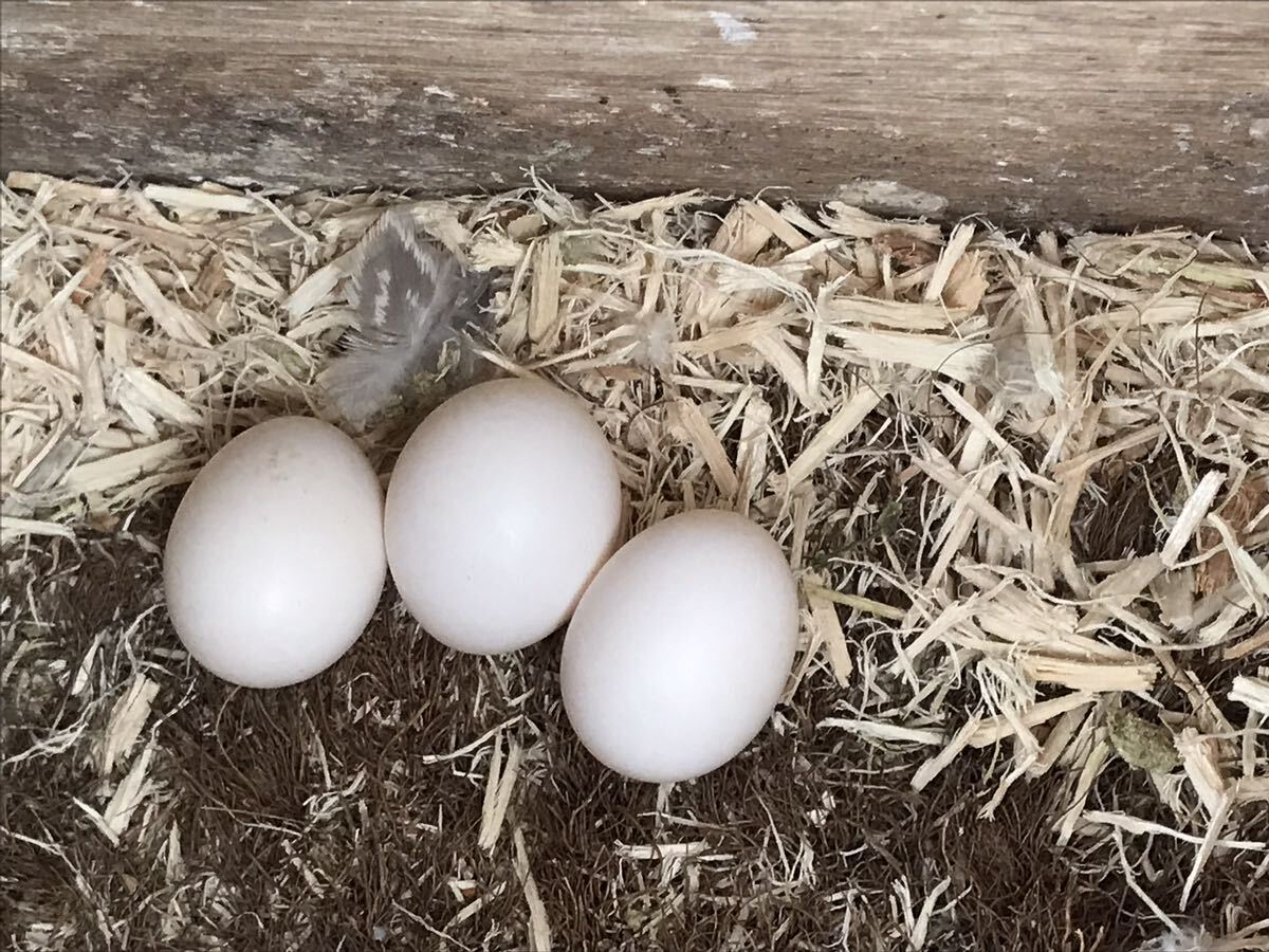 オカメインコ の有精卵3個(食用)Ａの画像3