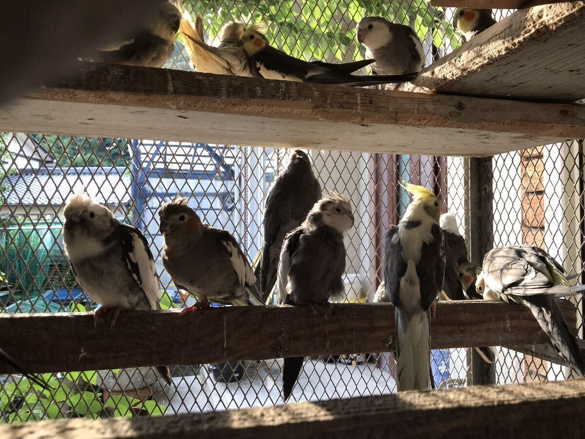 オカメインコ の有精卵3個(食用)Ａの画像1