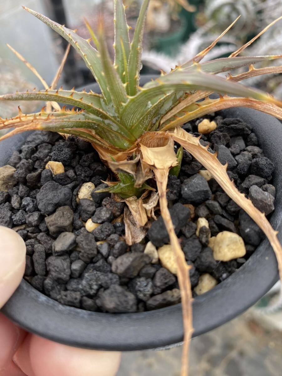 ディッキア 親株　 dyckia エステベシー_画像3