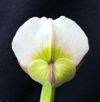 洋蘭 交配種 地生蘭 セレクトパフィオ Paph.(British Bulldog x Snowbird)'24-A' 初花の極丸弁花 オンリーワン株の画像2