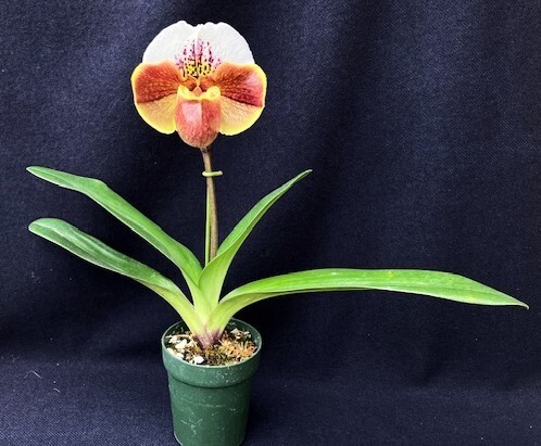 洋蘭 交配種 地生蘭 セレクトパフィオ Paph.(British Bulldog x Snowbird)'24-A' 初花の極丸弁花 オンリーワン株の画像6