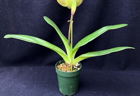 洋蘭 交配種 地生蘭 セレクトパフィオ Paph.(British Bulldog x Snowbird)'24-A' 初花の極丸弁花 オンリーワン株の画像4