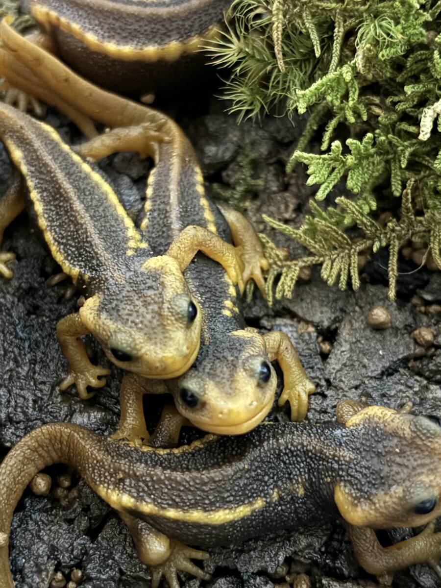 【ざりがに本舗】アメイロイボイモリ1匹(人工飼料OK)_画像1