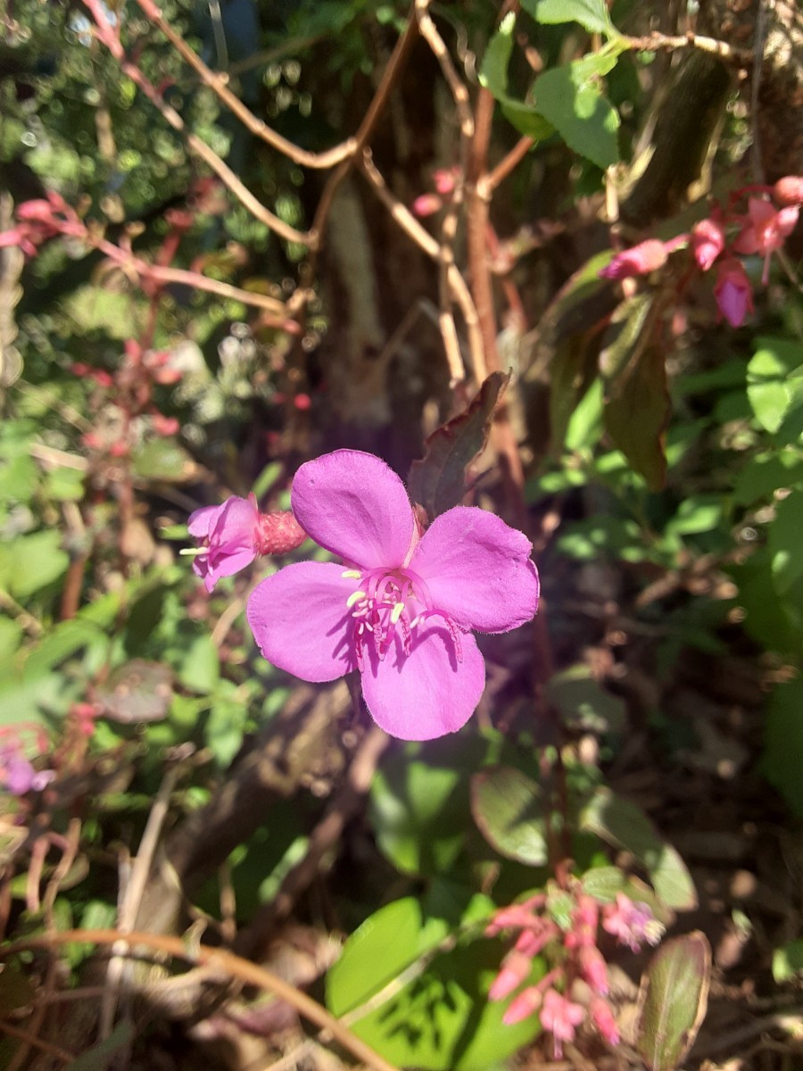 シダレノボタン　熱帯花木　珍しい　セントラデニア　ノボタン_画像1