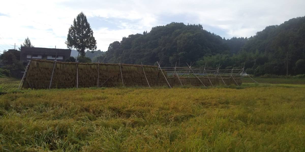 令和4年度島根県雲南市産コシヒカリ玄米 ハデ干し(天日干し) 30㎏の画像1