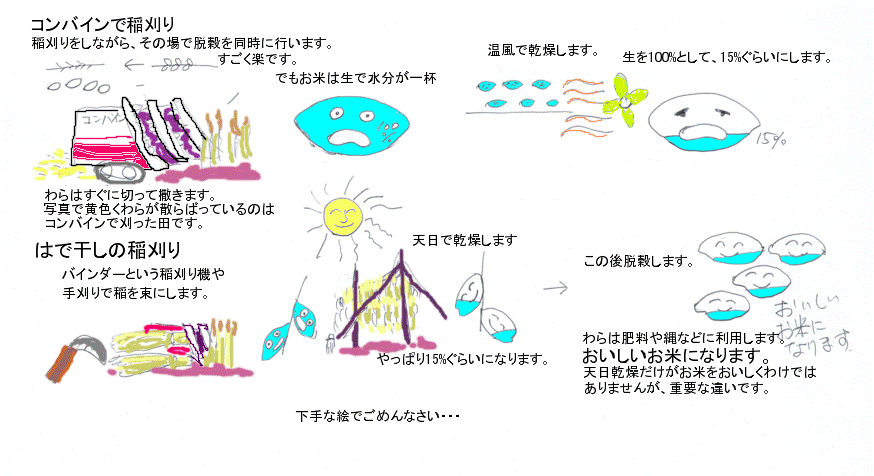 令和5年度島根県雲南市産きぬむすめ玄米 ハデ干し(天日干し) 10㎏の画像2