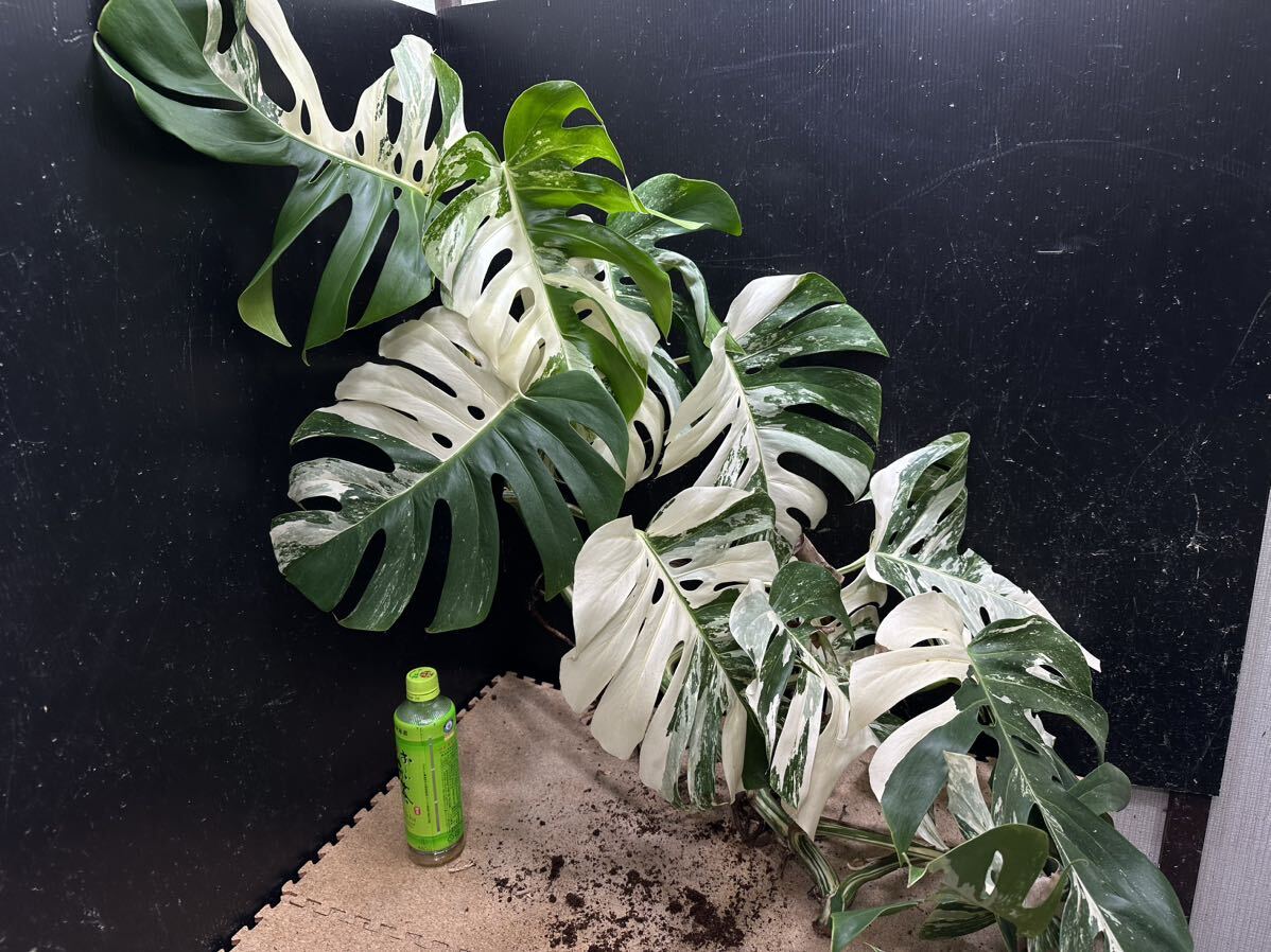 最高級 希少 超大株モンステラボルシギアナ ホワイトタイガー1株 Varigated Monstera Borsigana white tiger の画像5