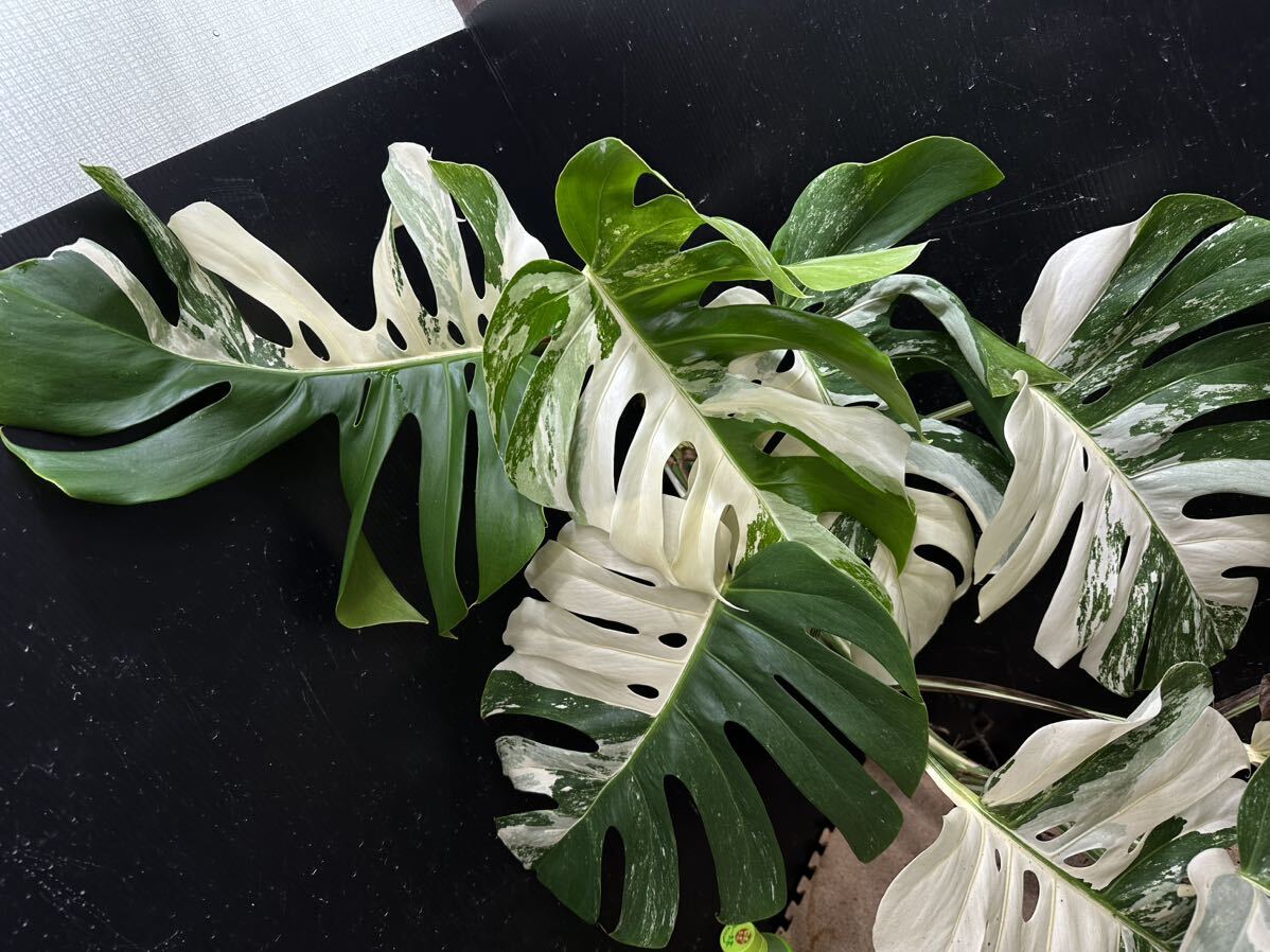 最高級 希少 超大株モンステラボルシギアナ ホワイトタイガー1株 Varigated Monstera Borsigana white tiger の画像2