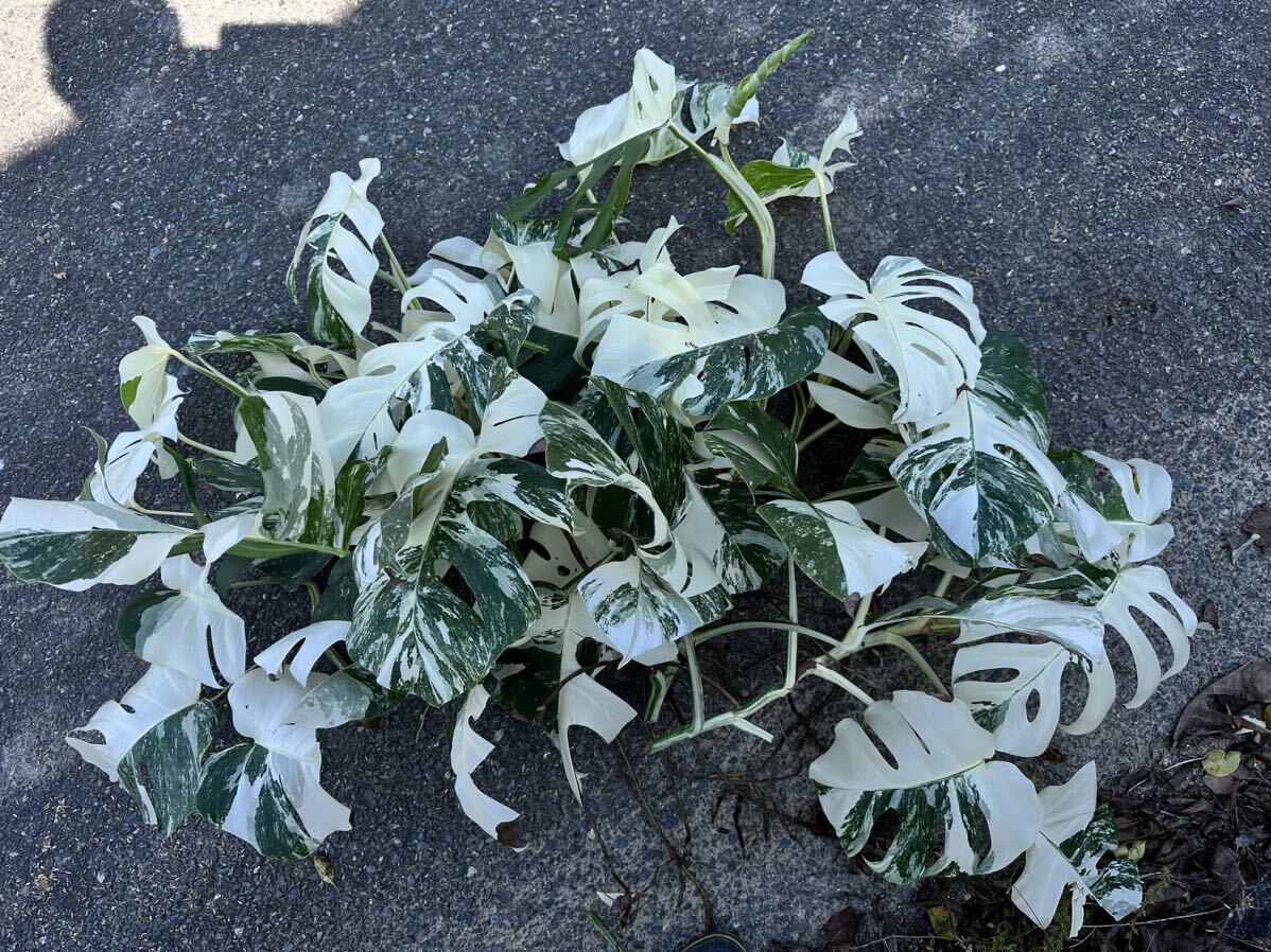 超最高級 希少 大株 モンステラボルシギアナ ホワイトタイガーおまとめ6株Varigated Monstera Borsigana white tiger の画像4