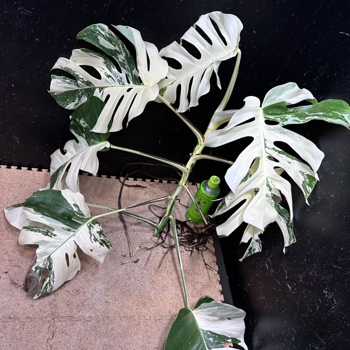 超最高級 希少 モンステラボルシギアナ ホワイトタイガー1株 Varigated Monstera Borsigana white tiger ①の画像4