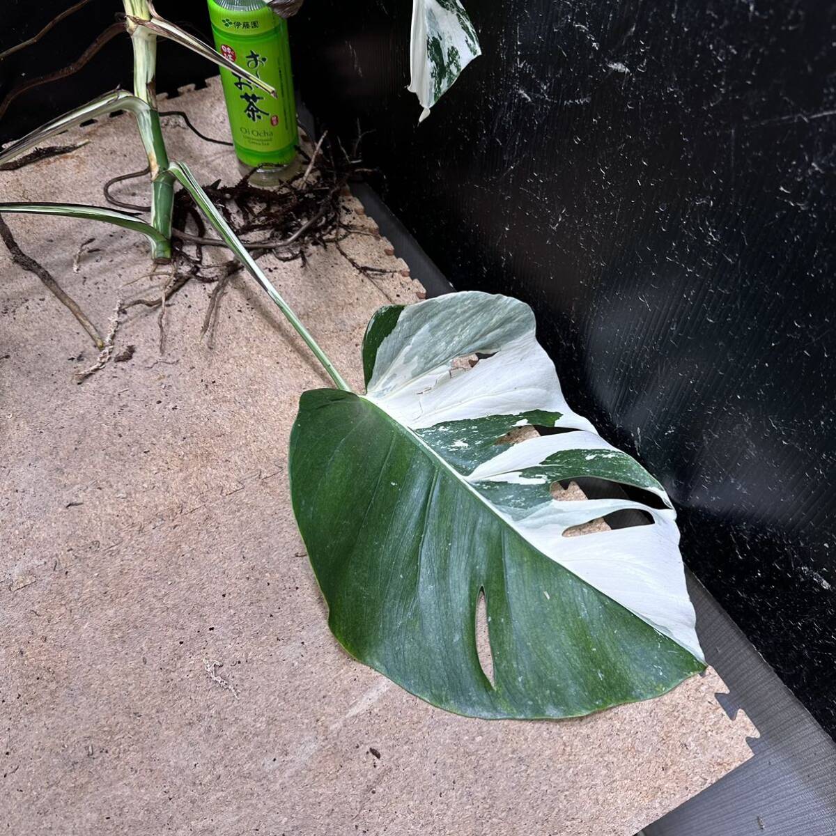 超最高級 希少 モンステラボルシギアナ ホワイトタイガー1株 Varigated Monstera Borsigana white tiger ①の画像8