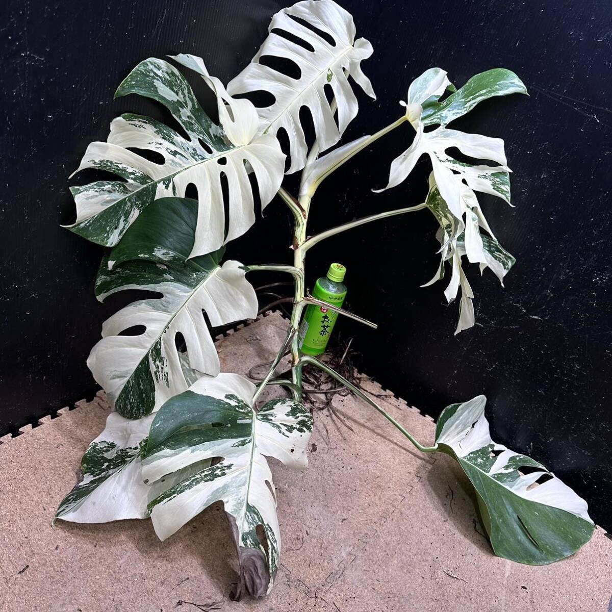 超最高級 希少 モンステラボルシギアナ ホワイトタイガー1株 Varigated Monstera Borsigana white tiger ①の画像2