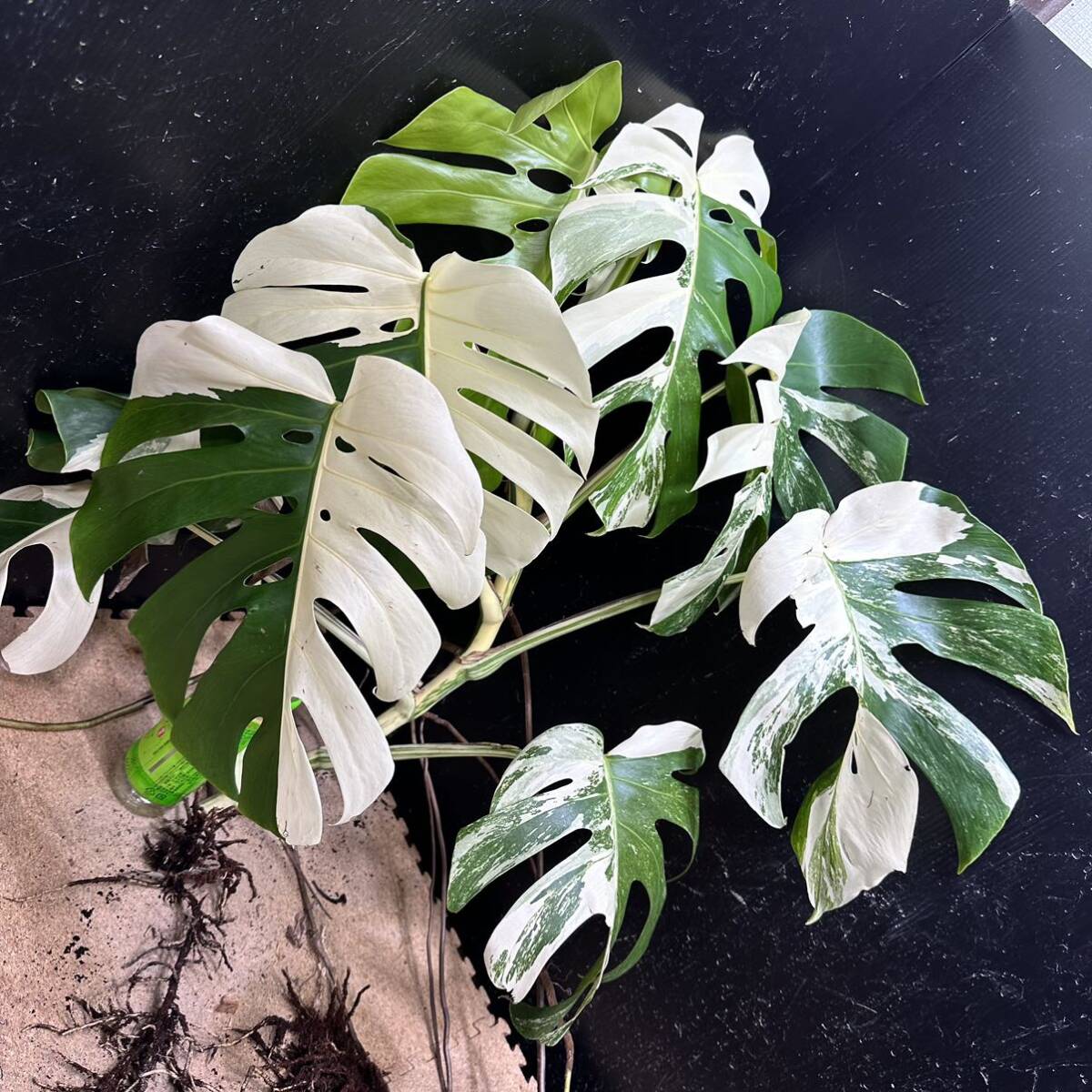 超最高級 希少 大株モンステラボルシギアナ ホワイトタイガーハーフムーン1株 Varigated Monstera Borsigana white tiger ②_画像4