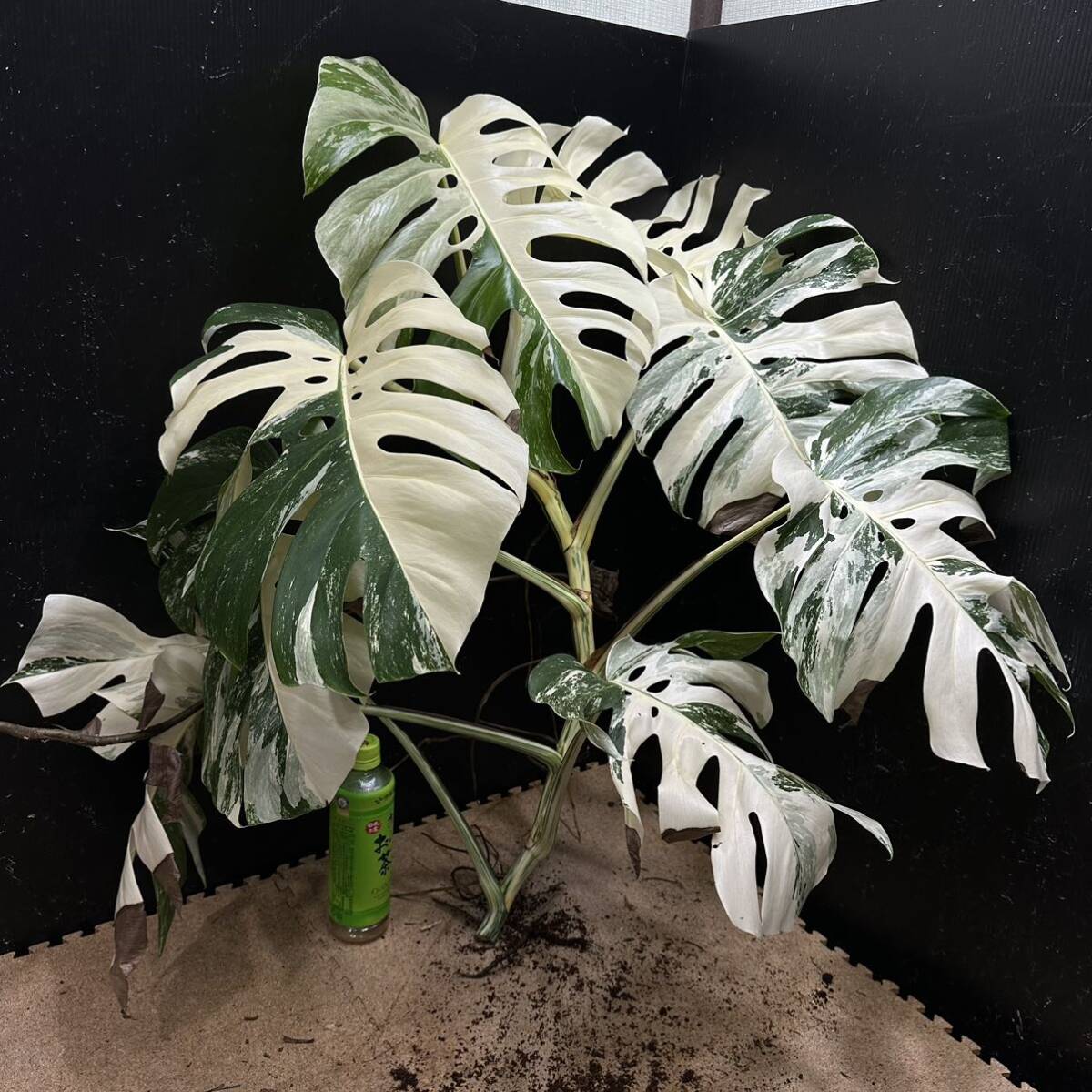 超最高級 希少 大株モンステラボルシギアナ ホワイトタイガー1株 Varigated Monstera Borsigana white tiger の画像1