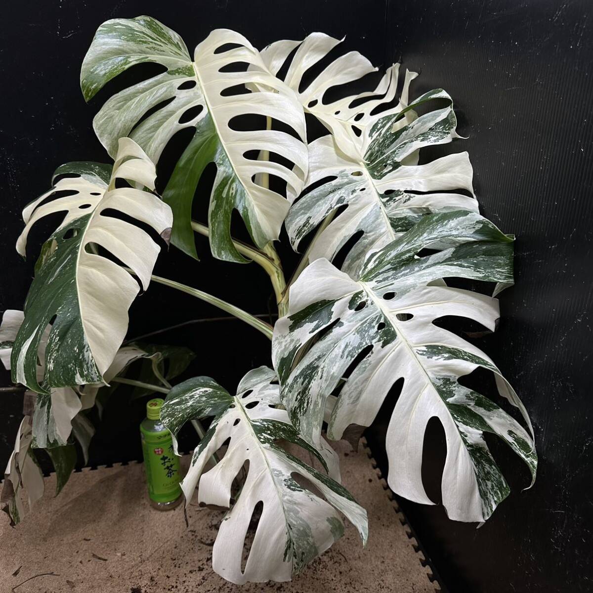 超最高級 希少 大株モンステラボルシギアナ ホワイトタイガー1株 Varigated Monstera Borsigana white tiger の画像8