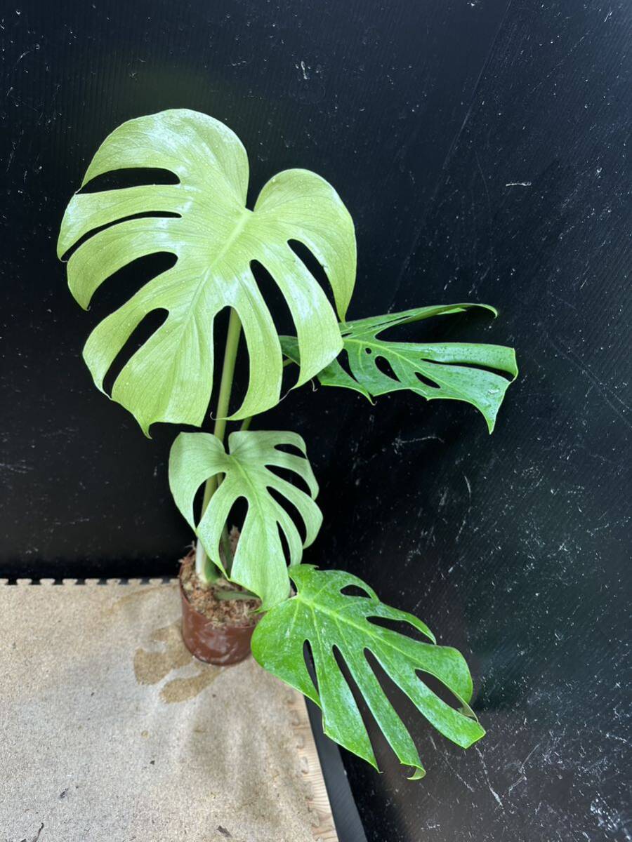 最高級 超希少モンステラ ホワイトモンスター フルミント monstera White monster full mintの画像6