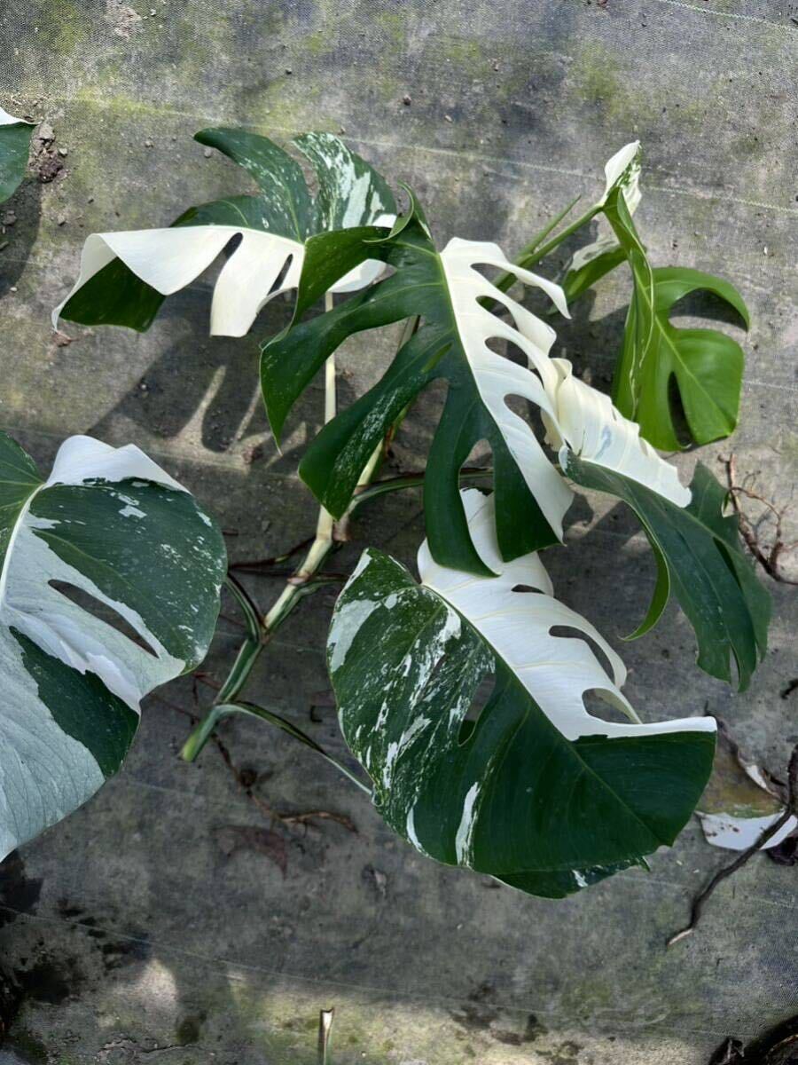 希少 斑入り モンステラ ボルシギアナ ハーフムーン 8株おまとめVarigated Monstera Borsigana Half a moon モンステラの画像6