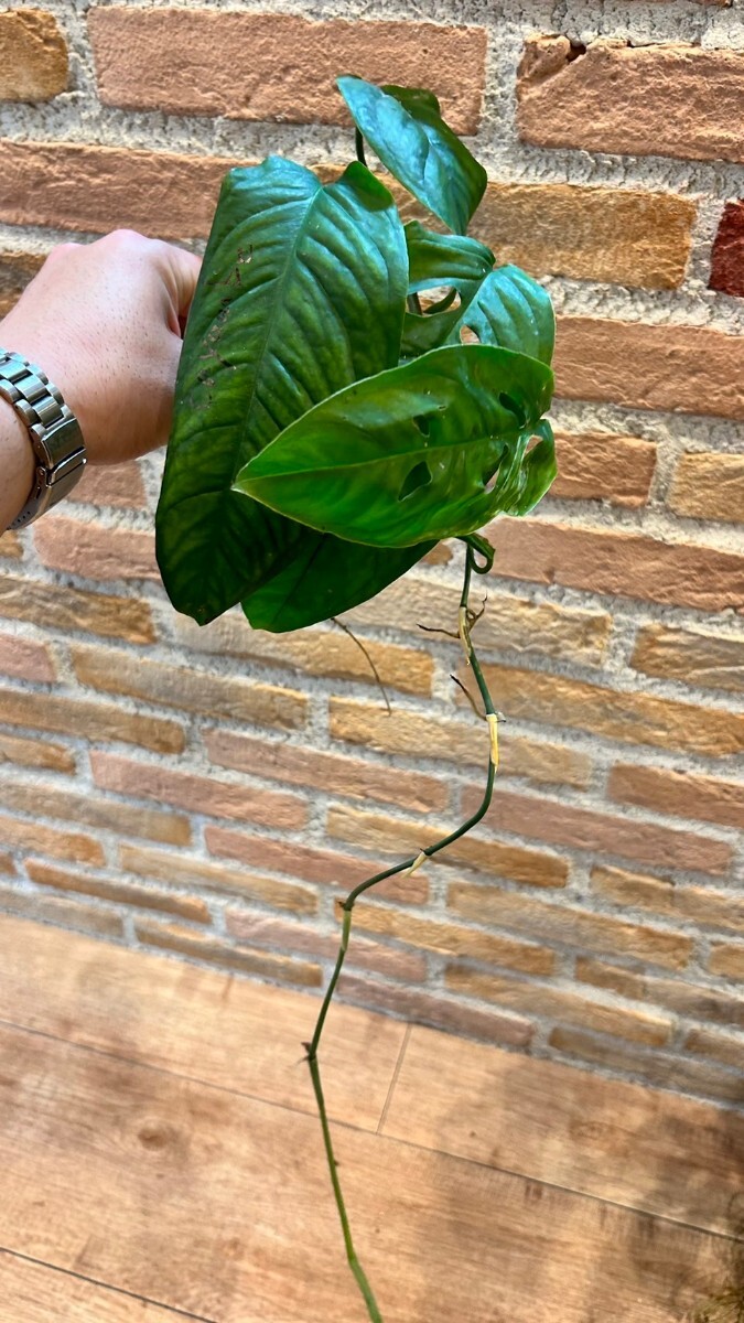 Monstera cf obliqua cayambe モンステラ オブリクアの画像2