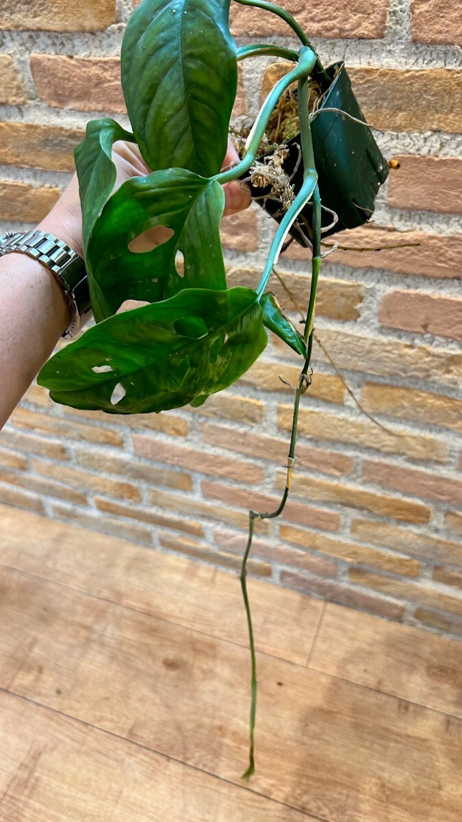 Monstera cf obliqua cayambe モンステラ オブリクアの画像3