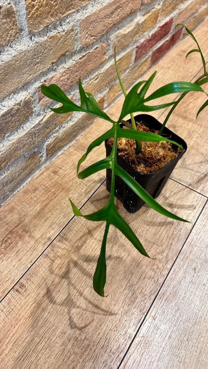 希少　Philodendron polypodioides フォロデンドロン　ポリポディオイデス