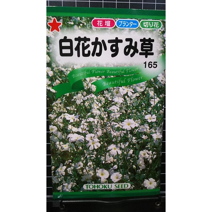 ３袋セット 白花 かすみ草 カスミソウ 種 郵便は送料無料_画像1