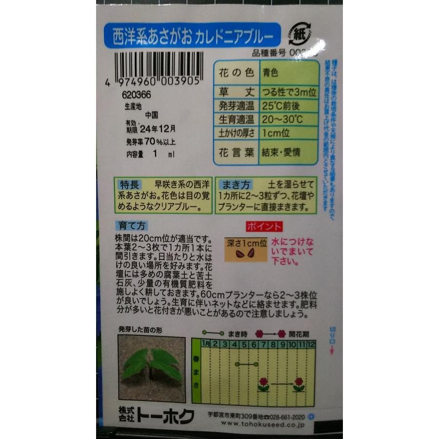 ３袋セット 西洋系 あさがお カレドニア ブルー 朝顔 種 郵便は送料無料_画像2