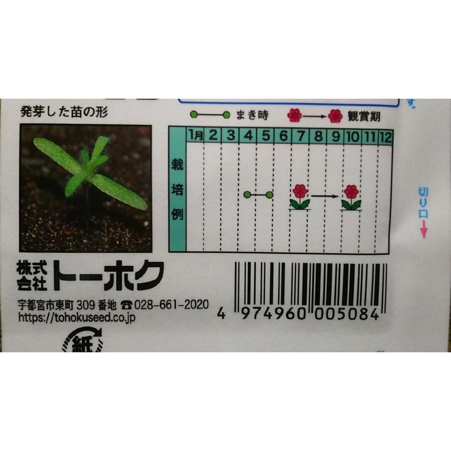 コキア ほうき草 ホウキグサ ３袋セット 種 郵便は送料無料_画像3