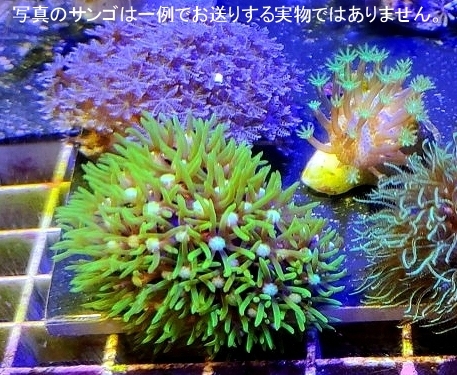 新種追加●自家養殖サンゴ４個をご選択でお届け（ご入札で早期終了）ウミキノコ、ハナヅタブルー、ディスク、スターポリプ等【海水館】の画像1
