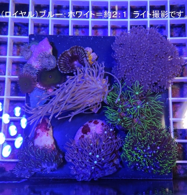 自家養殖サンゴセット１０点 ウミキノコ スターポリプ サンゾアンシッド ハナヅタブルー ゼニアＳＰ【海水館】北海道条件付可能の画像5