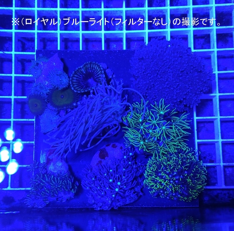 自家養殖サンゴセット１０点 ウミキノコ スターポリプ サンゾアンシッド ハナヅタブルー ゼニアＳＰ【海水館】北海道条件付可能の画像6