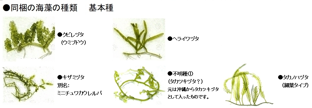【レターパックプラス】海藻５種一袋タカノハヅタ ウミブドウ ヘライワヅタ タカツキヅタ？ キザミヅタ【海水館】の画像2