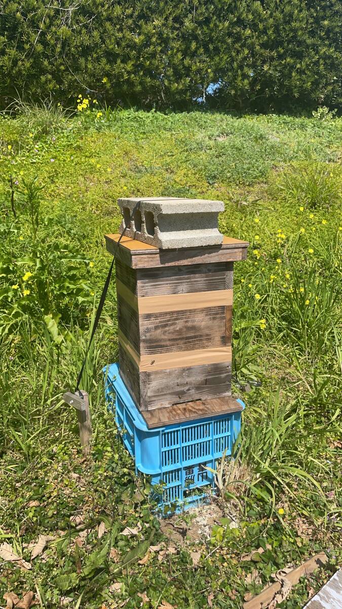 日本蜜蜂の分蜂群 送料無料の画像2
