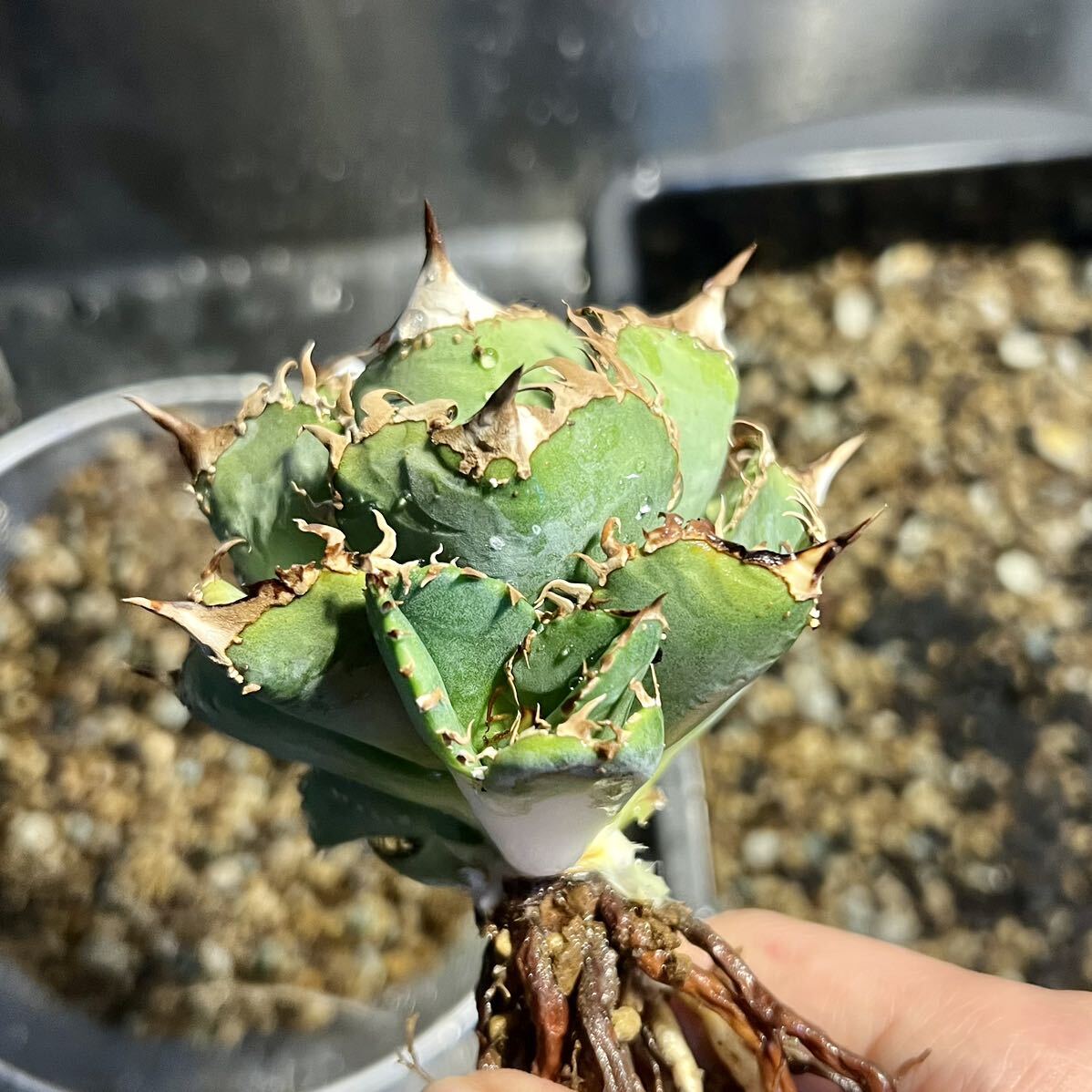 アガベ チタノタ 皇冠 クラウン 子株 agave titanota crown 多肉植物 の画像5