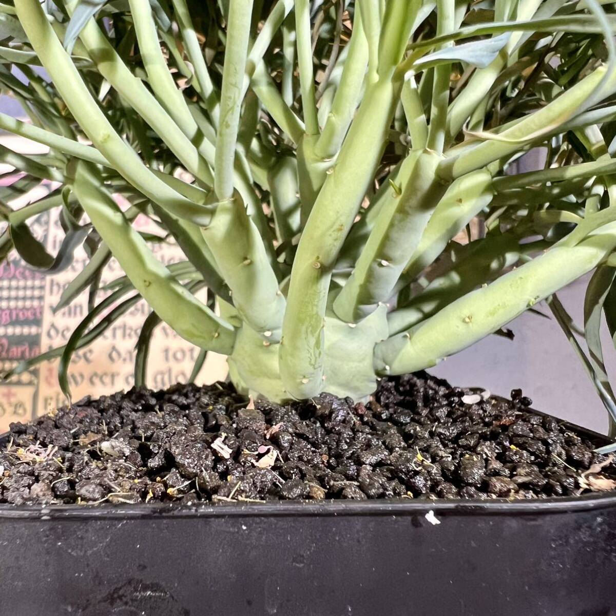 ユーフォルビア エチュベルクローサ 充実開花株 実生 エテュベルクローサ Euphorbia etuberculosa 多肉植物 コーデックス 塊根植物 の画像2