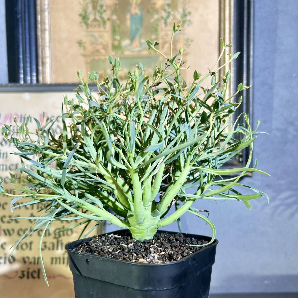 ユーフォルビア エチュベルクローサ 現品 充実開花株 実生 エテュベルクローサ Euphorbia etuberculosa 多肉植物 コーデックス 塊根植物 の画像1