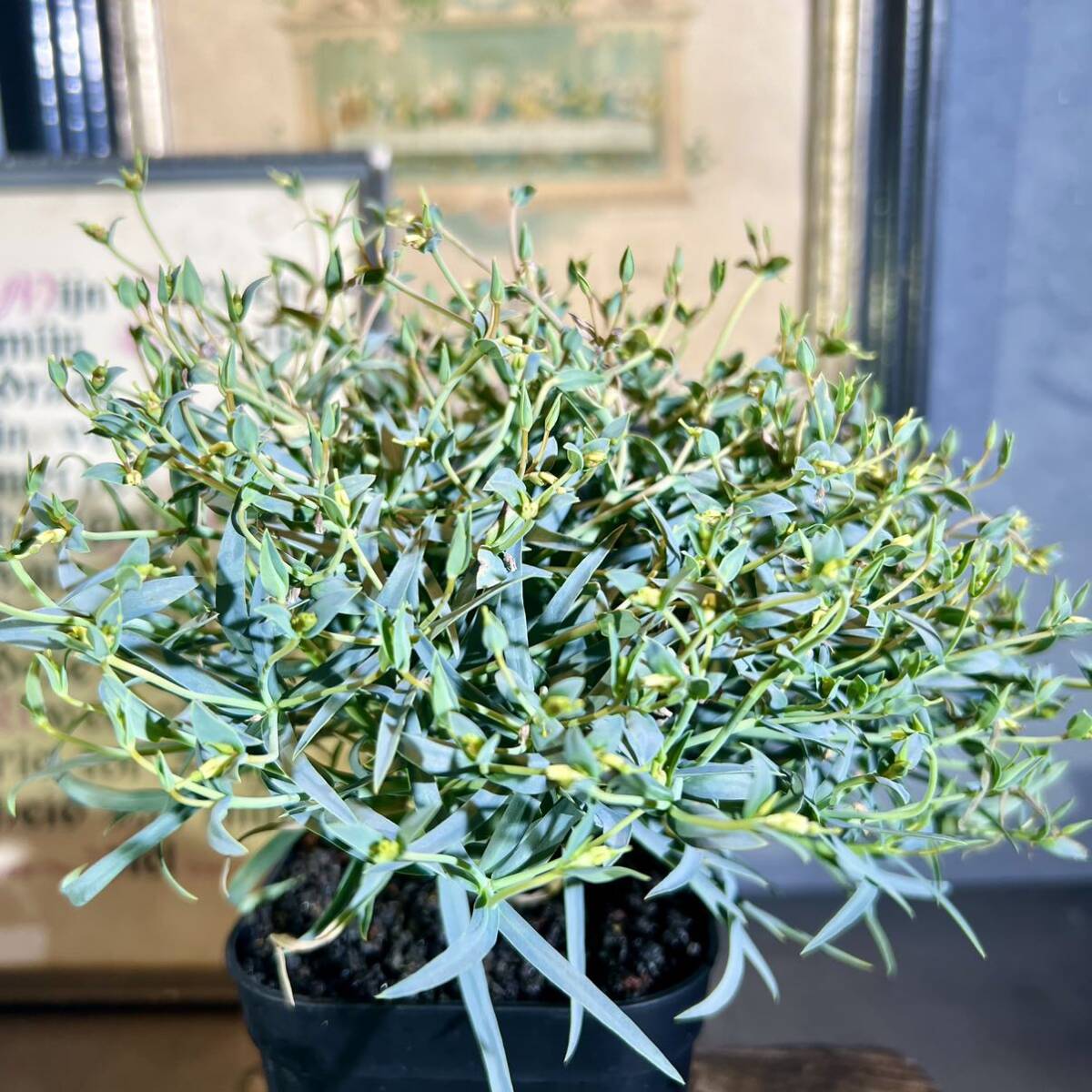 ユーフォルビア エチュベルクローサ 現品 充実開花株 実生 エテュベルクローサ Euphorbia etuberculosa 多肉植物 コーデックス 塊根植物 の画像4