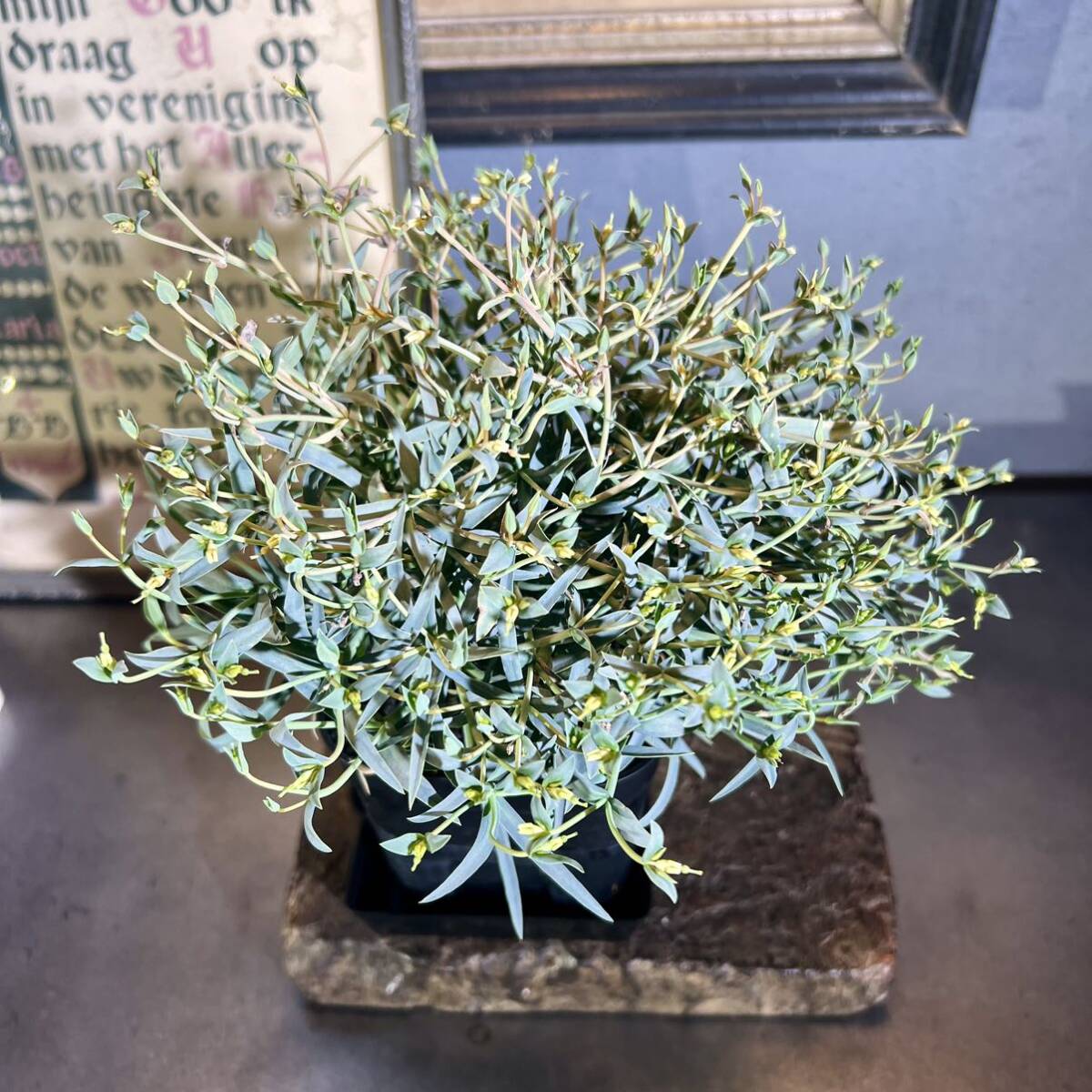 ユーフォルビア エチュベルクローサ 現品 充実開花株 実生 エテュベルクローサ Euphorbia etuberculosa 多肉植物 コーデックス 塊根植物 の画像3