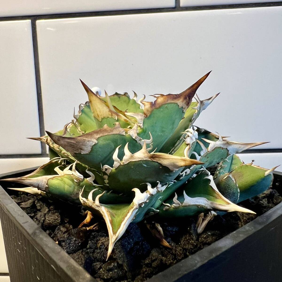 アガベ チタノタ 穿山甲 センザンコウ lize 子株 agave titanota 多肉植物 の画像2