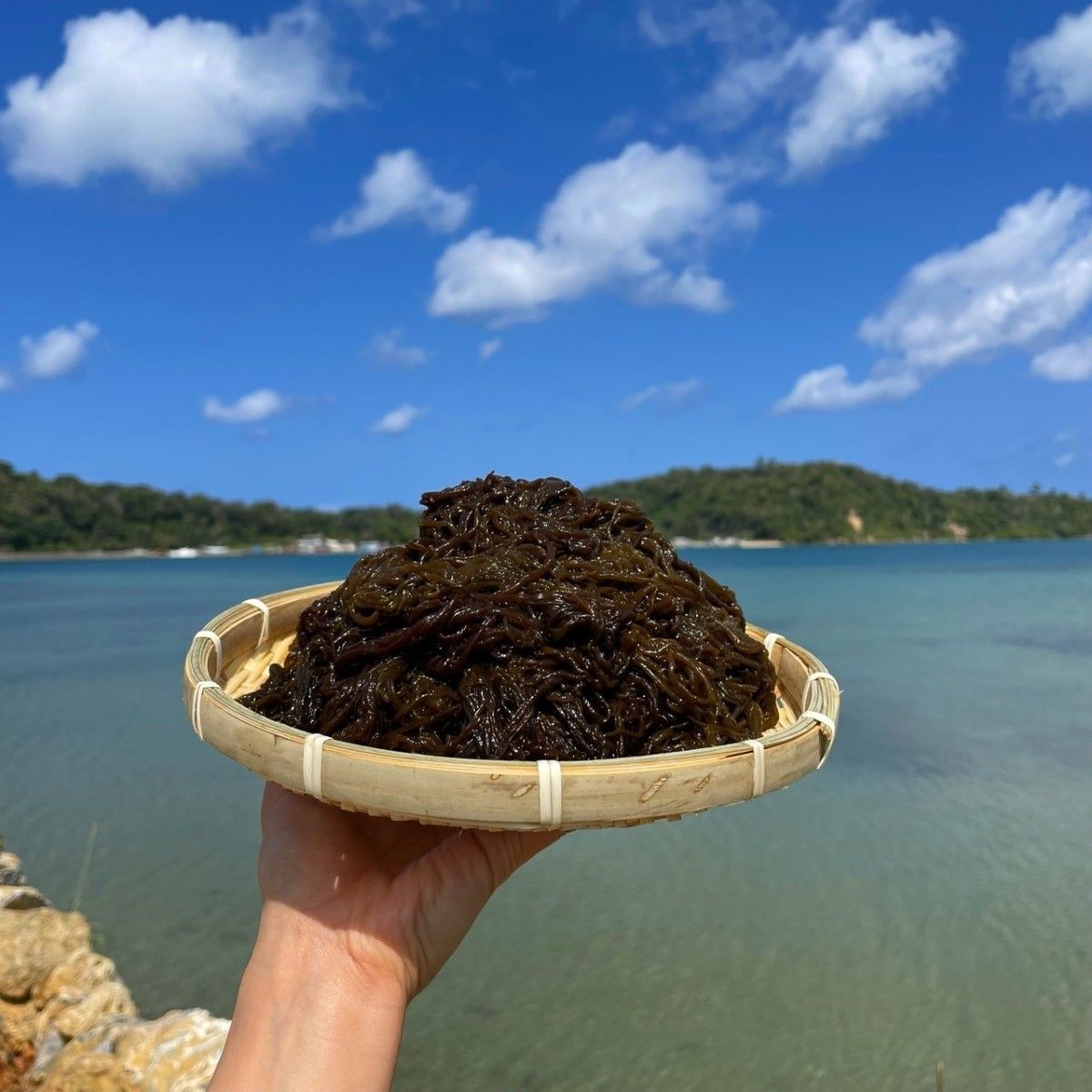 沖縄県産太もずく1kg(500g×2パック)太くて長～い塩蔵もずく♪送料無料 沖縄特産品 沖縄土産 沖縄料理