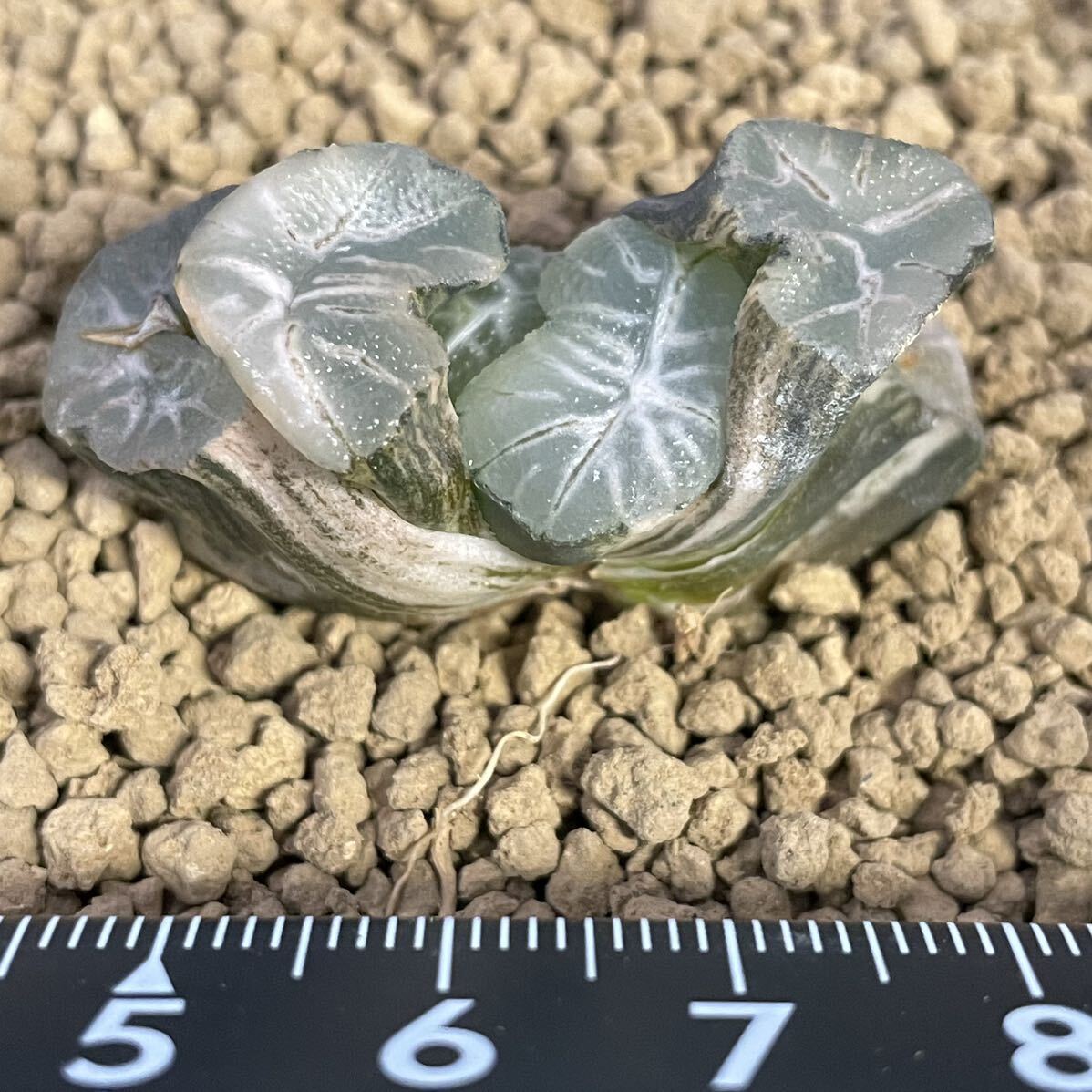 （≧∇≦）多肉植物 ハオルチア 万象 花菱錦 発根管理中 の画像3