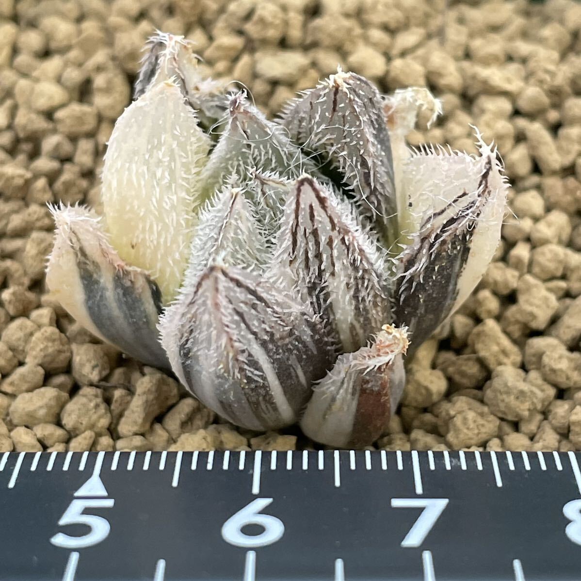 （≧∇≦）多肉植物 ハオルチア 白雪絵巻錦 発根管理中 の画像2