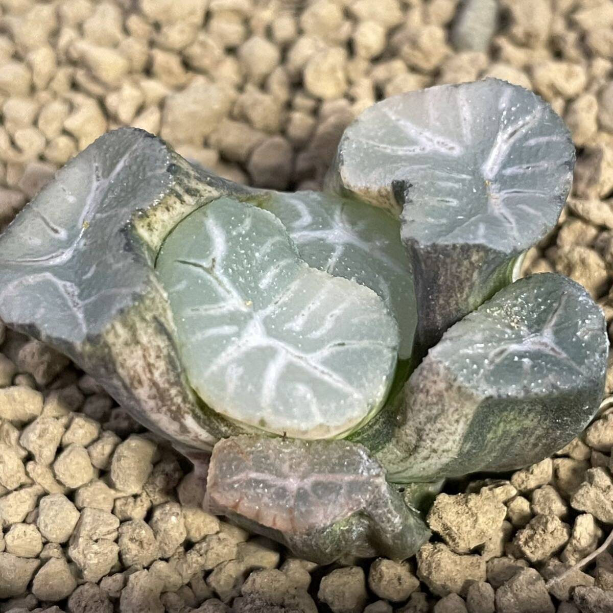 （≧∇≦）多肉植物 ハオルチア 万象 花菱錦 発根管理中 の画像3