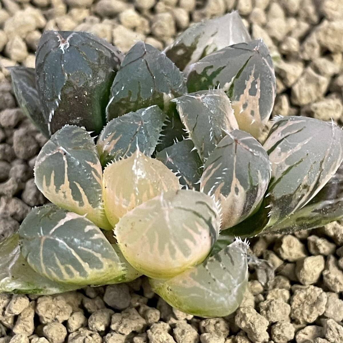 （≧∇≦）多肉植物 ハオルチア 赤い鳥_画像1